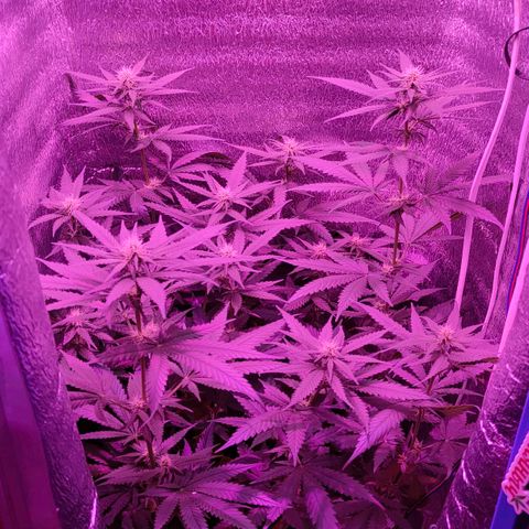 L.S.D. growlog timeline photo