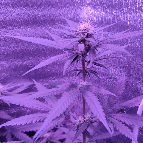 L.S.D. growlog timeline photo