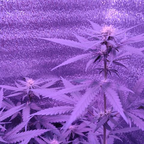 L.S.D. growlog timeline photo