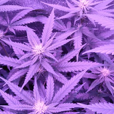 L.S.D. growlog timeline photo