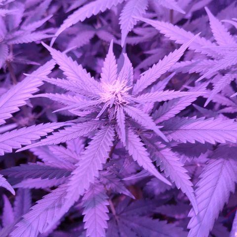 L.S.D. growlog timeline photo