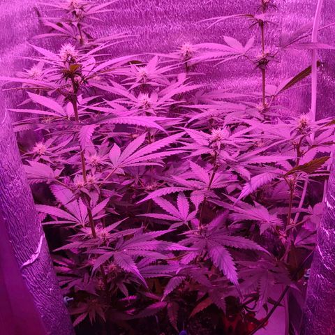 L.S.D. growlog timeline photo