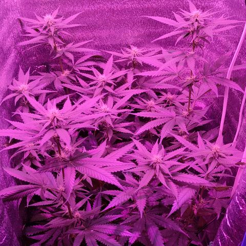 L.S.D. growlog timeline photo