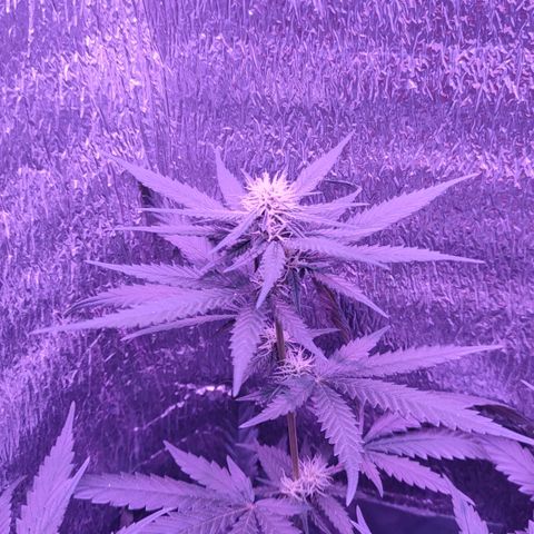L.S.D. growlog timeline photo