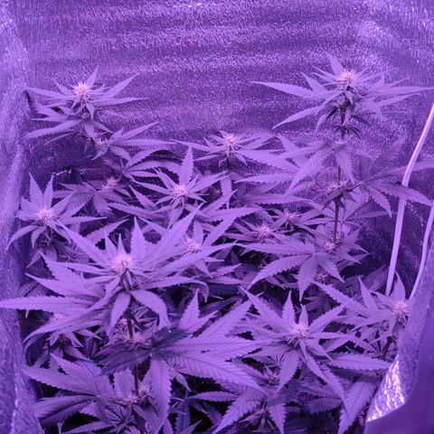 L.S.D. growlog timeline photo