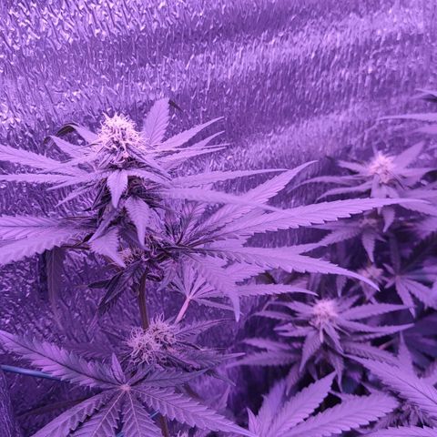 L.S.D. growlog timeline photo