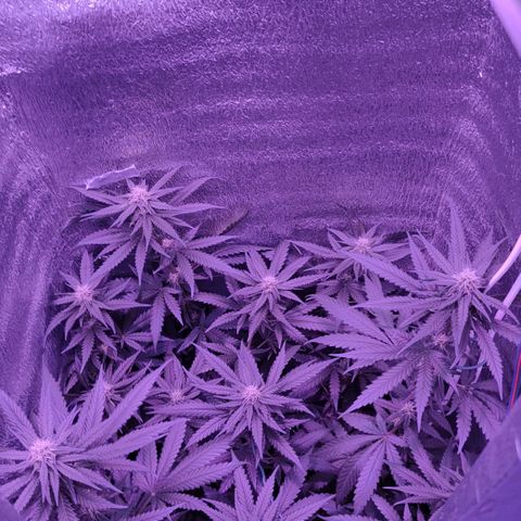 L.S.D. growlog timeline photo
