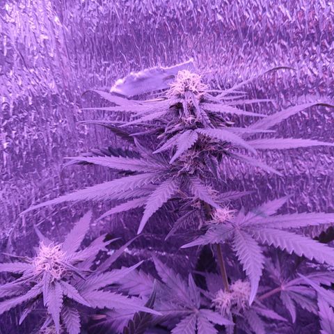 L.S.D. growlog timeline photo