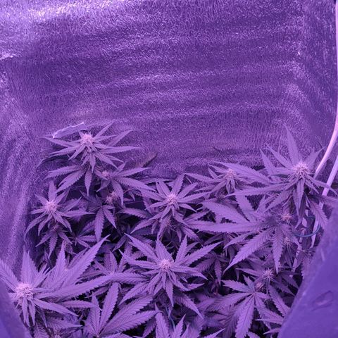 L.S.D. growlog timeline photo