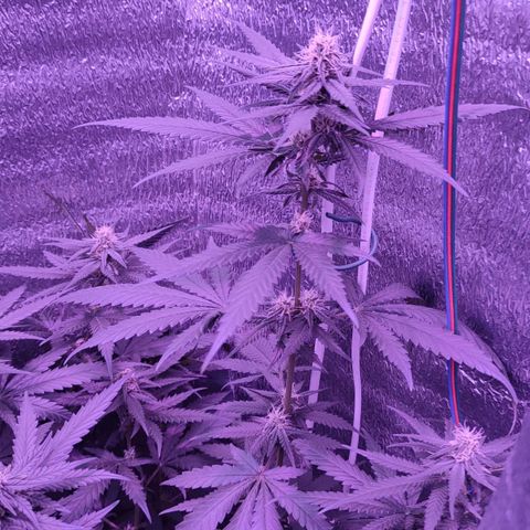 L.S.D. growlog timeline photo