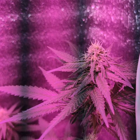 L.S.D. growlog timeline photo