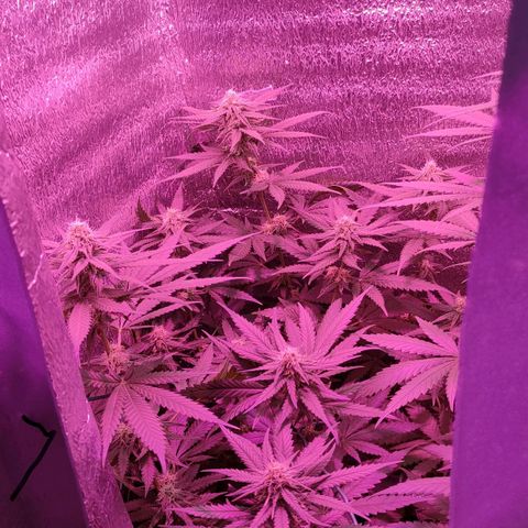 L.S.D. growlog timeline photo