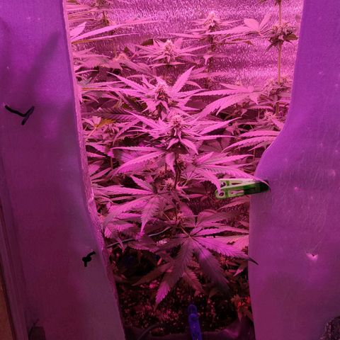 L.S.D. growlog timeline photo