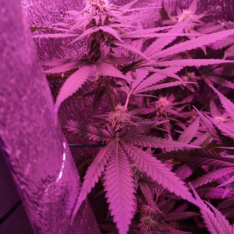 L.S.D. growlog timeline photo