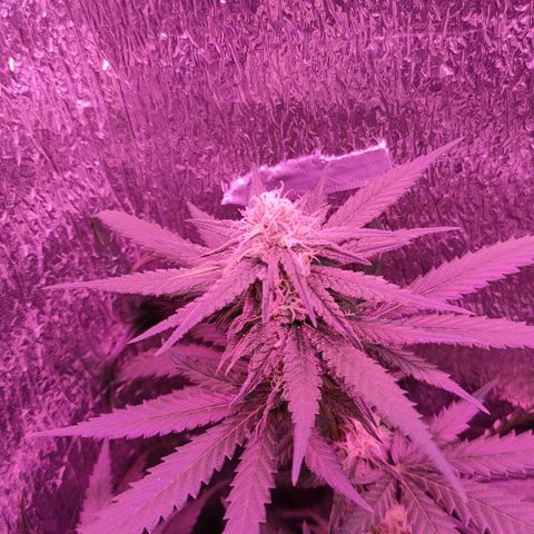 L.S.D. growlog timeline photo