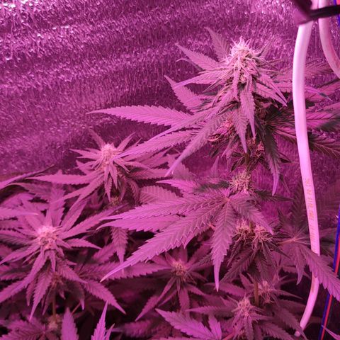 L.S.D. growlog timeline photo