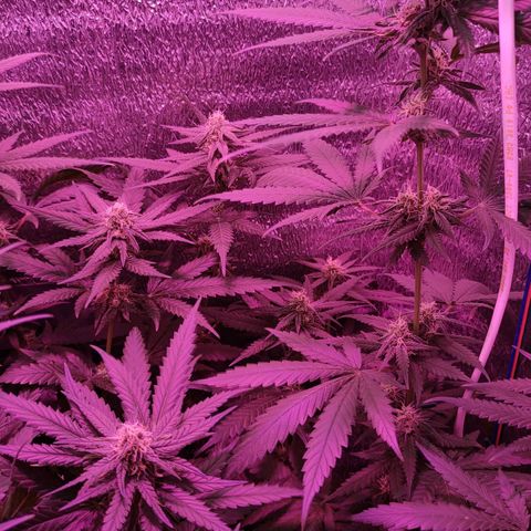 L.S.D. growlog timeline photo