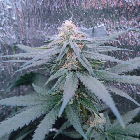 L.S.D. growlog timeline photo