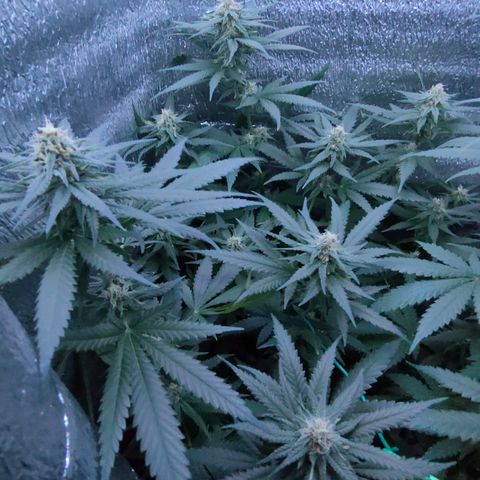 L.S.D. growlog timeline photo