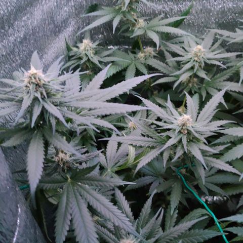 L.S.D. growlog timeline photo