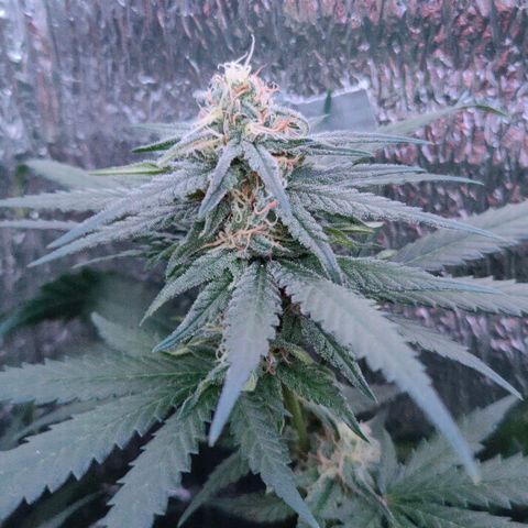 L.S.D. growlog timeline photo