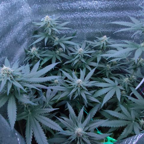 L.S.D. growlog timeline photo