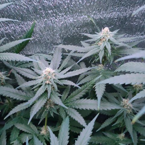 L.S.D. growlog timeline photo
