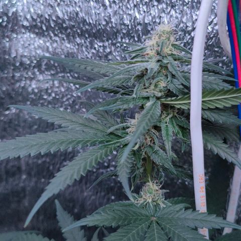 L.S.D. growlog timeline photo