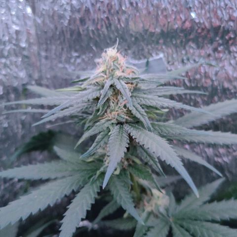 L.S.D. growlog timeline photo