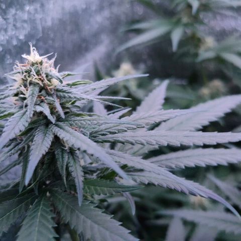 L.S.D. growlog timeline photo