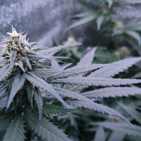 L.S.D. growlog timeline photo