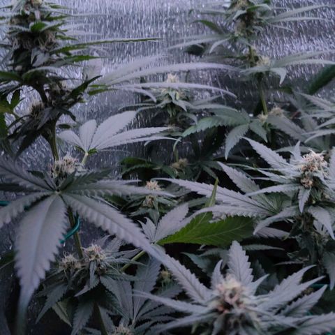 L.S.D. growlog timeline photo