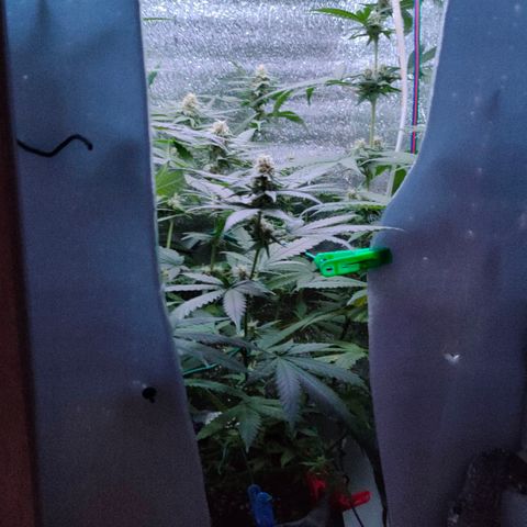 L.S.D. growlog timeline photo