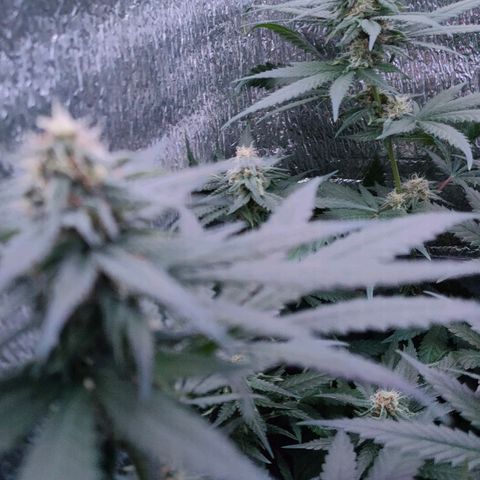 L.S.D. growlog timeline photo