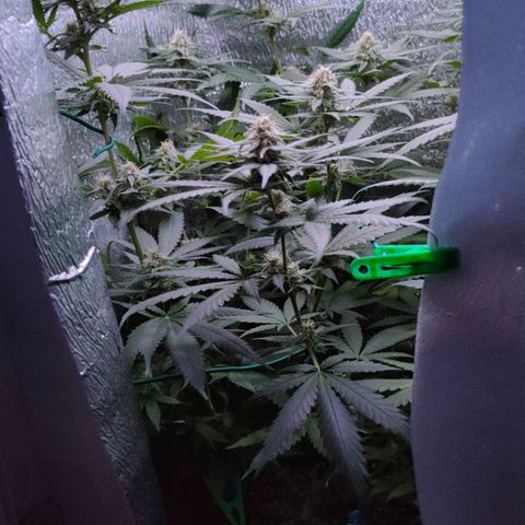 L.S.D. growlog timeline photo