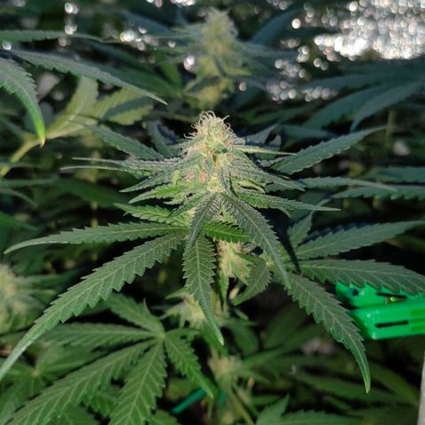L.S.D. growlog timeline photo