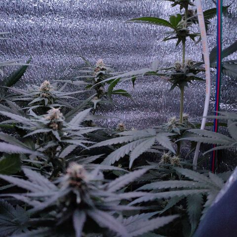L.S.D. growlog timeline photo