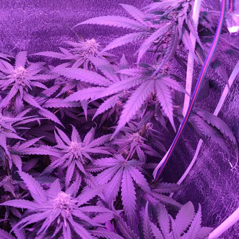 L.S.D. growlog timeline photo