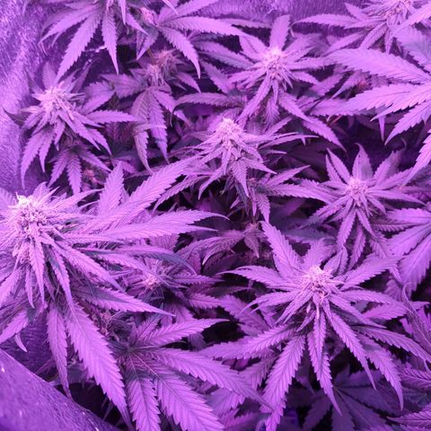 L.S.D. growlog timeline photo