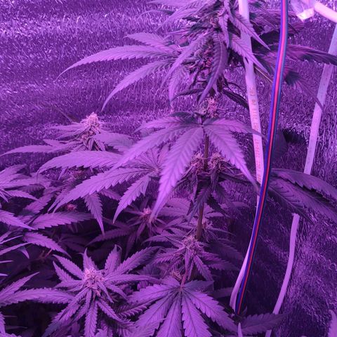 L.S.D. growlog timeline photo