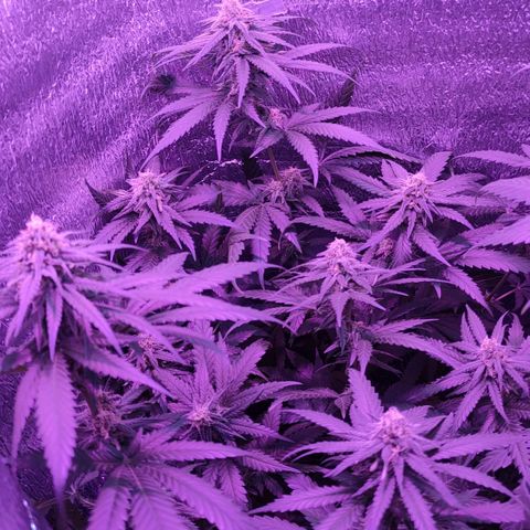 L.S.D. growlog timeline photo