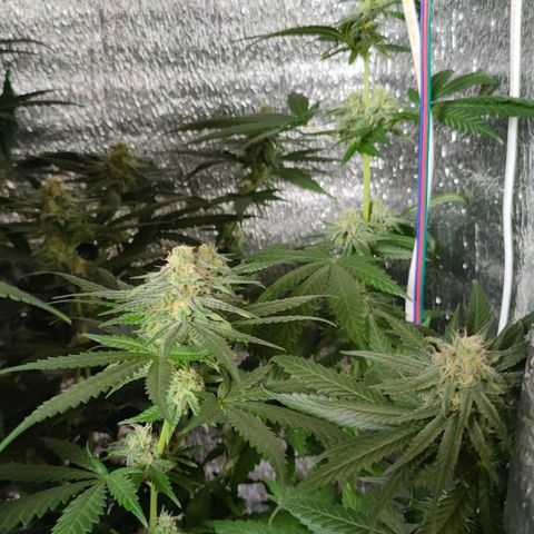 L.S.D. growlog timeline photo