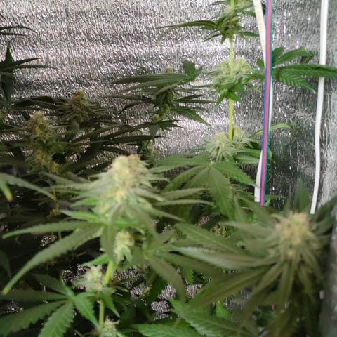 L.S.D. growlog timeline photo