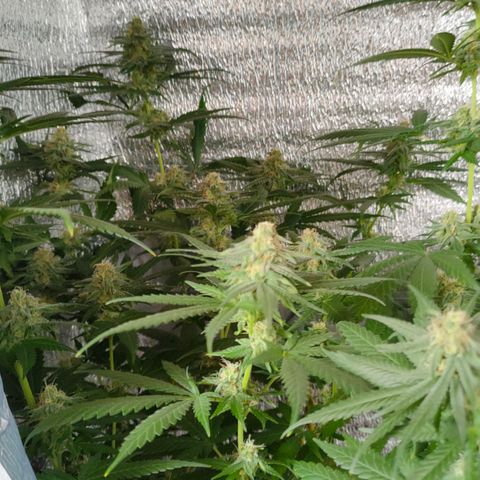 L.S.D. growlog timeline photo