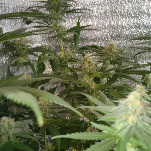 L.S.D. growlog timeline photo