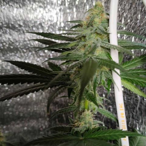 L.S.D. growlog timeline photo