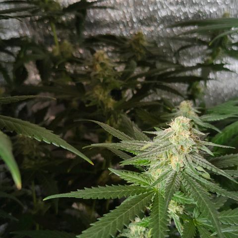 L.S.D. growlog timeline photo