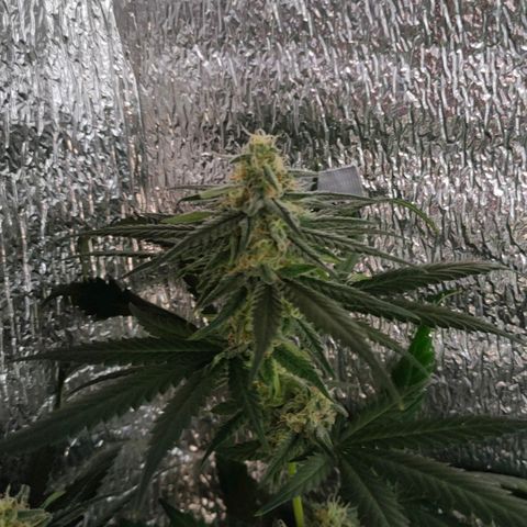 L.S.D. growlog timeline photo