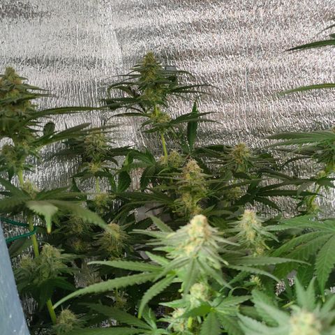 L.S.D. growlog timeline photo