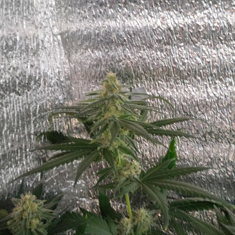 L.S.D. growlog timeline photo